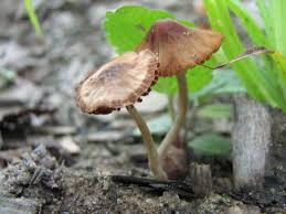Conocybe smithii